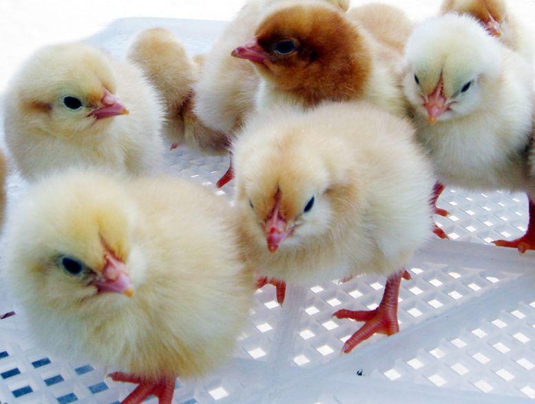 雛禽航空運輸(圖1) 雛禽航空運輸(圖1)