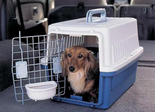 托運(yùn)小動(dòng)物如何收費(fèi)(圖1) 托運(yùn)小動(dòng)物如何收費(fèi)(圖1)